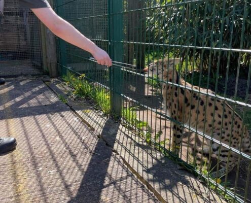 UCR student Rhianna Williamson feeding serval cat